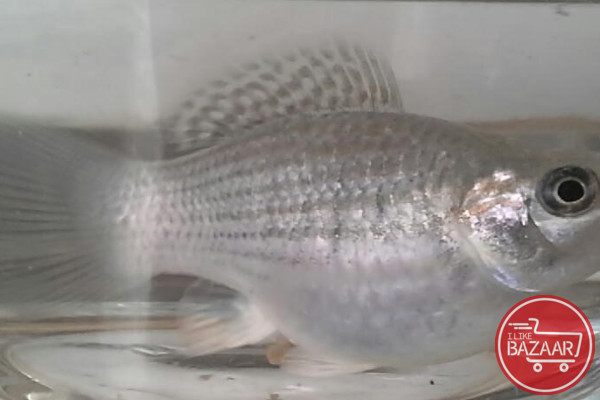 ماهی مولی - سفید (بالن)