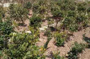 خاک نباتی سبک و غنی شده مخصوص بام سبز، فلاورباکس، باغچه ومحوطه