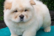 سگ چاوچاو اصیل را از ما بخواهید_توله چاوچاو سفید