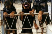 سگ روتوایلر _ سگ نگهبان اصیل و آموزش دیده برای فروش