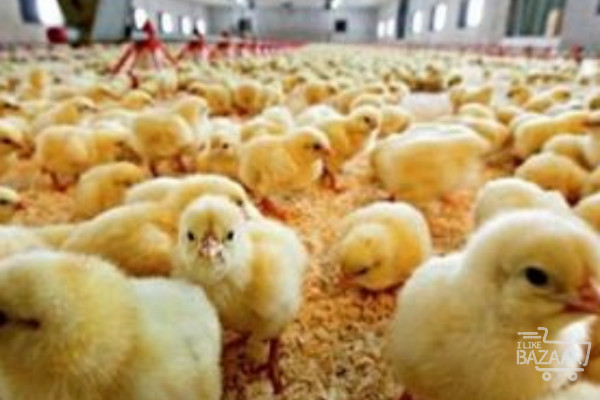 فروش عمده جوجه مرغ گوشتی یک روزه نژاد کاب و راس