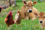 خوراک دام و طیور  پودر میوه