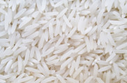 عرضه مستقیم برنج از مرغوبترین شالیزارهای گیلان