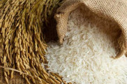 برنج فجر طارم هاشمی گلستان