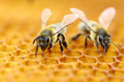 محصولات ارگانیک عسل مدا