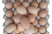 فروش تخم مرغ 100% ارگانیک رسمی