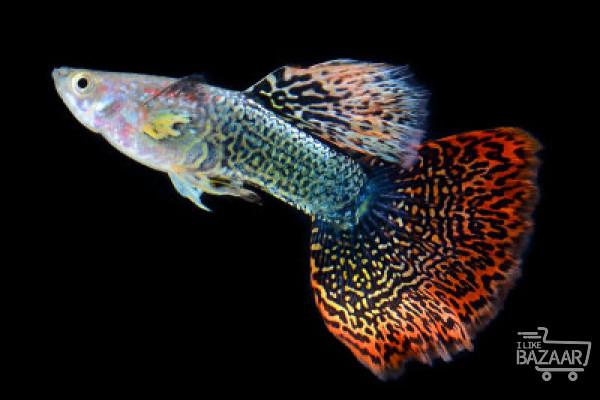 ماهی گوپی زیبا  