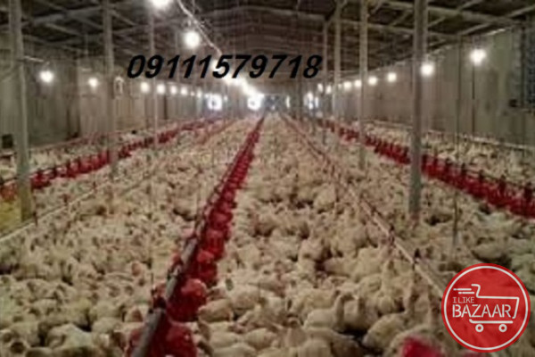 فروش مرغداری تخمگذار .گوشتی. مادری در مازندران 