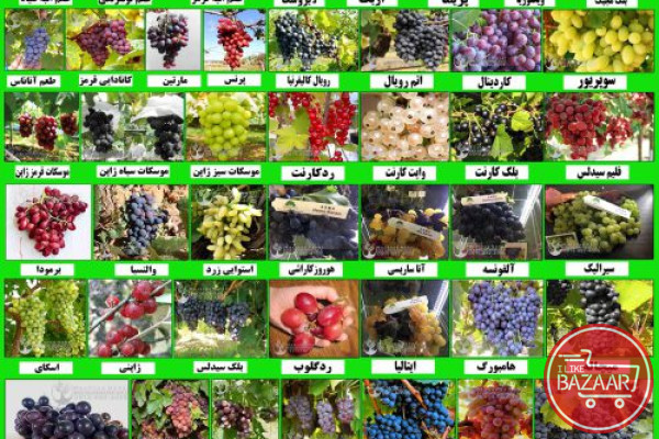 فروش ارقام مختلف نهال میوه و انگور